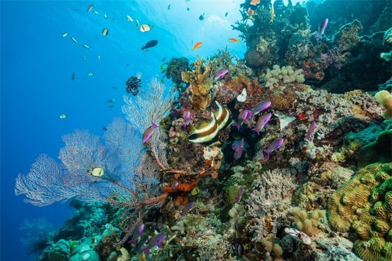 Rạn san hô